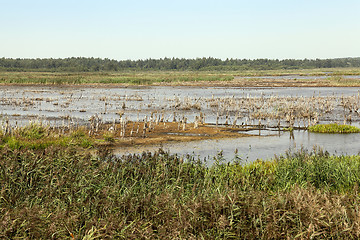 Image showing swamp, the end of summer