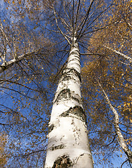Image showing yellowing leaves of birch