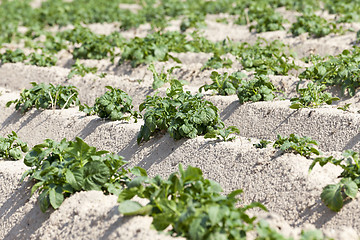 Image showing Potatoes in the field