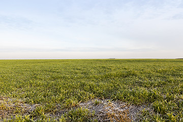 Image showing young grass plants, close-up