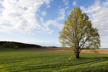 Image showing Field of wheat