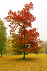 Image showing autumn in the park