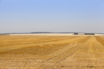 Image showing ripe wheat crop