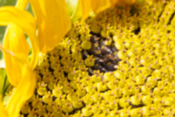 Image showing photographed close-up of a sunflower