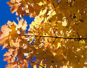 Image showing yellowing leaves on the trees