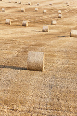 Image showing harvest of cereals