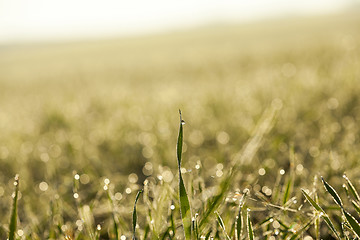 Image showing young grass plants, close-up