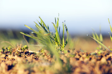 Image showing young grass plants, close-up