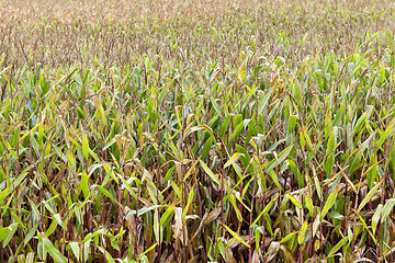 Image showing field with mature corn