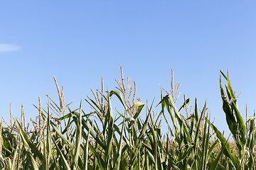 Image showing Field with corn