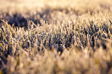 Image showing frost on the wheat