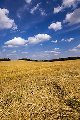 Image showing slanted wheat , harvest