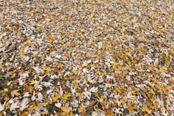 Image showing Autumn Park, overcast