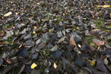 Image showing old autumn foliage