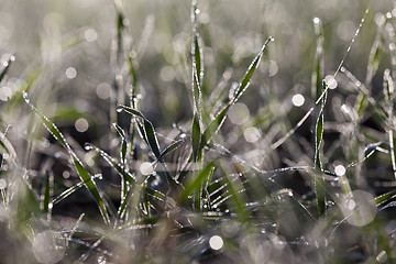 Image showing young grass plants, close-up