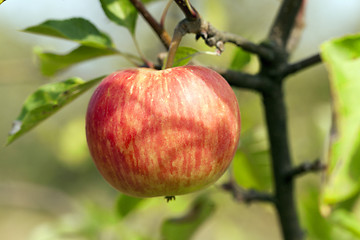 Image showing Apple on a branch