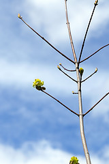 Image showing flowering maple, close up