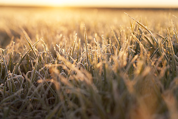 Image showing frost on the wheat