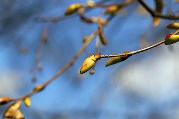 Image showing trees in the spring