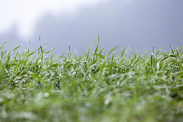 Image showing young grass plants, close-up