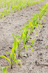 Image showing young sprout of corn