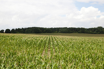 Image showing corn field, agriculture