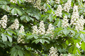 Image showing blooming chestnut tree in the spring