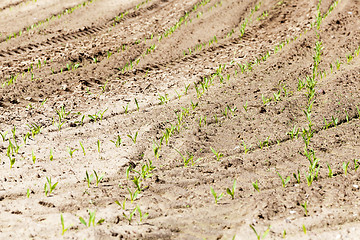 Image showing corn field. close-up