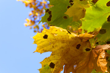 Image showing autumn in the park