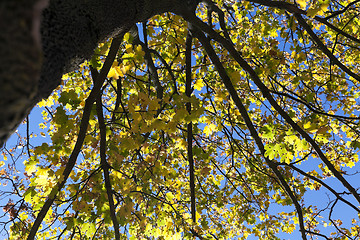 Image showing yellowing leaves on the trees