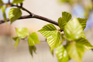 Image showing trees in the spring