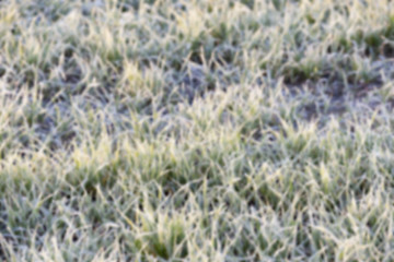 Image showing wheat during frost