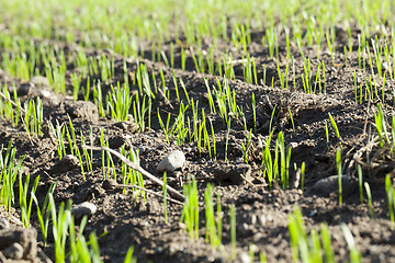 Image showing young sprouts of wheat