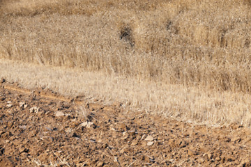 Image showing ripe wheat crop