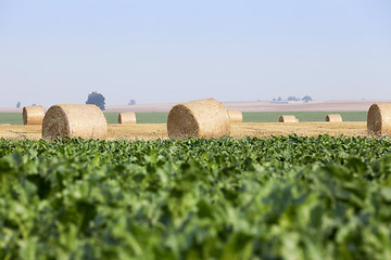 Image showing beetroot in field