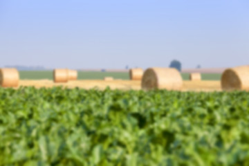 Image showing haystacks in a field of straw