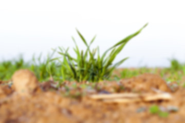 Image showing young grass plants, close-up