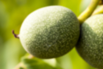 Image showing unripe green walnuts