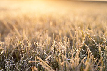 Image showing wheat during frost