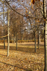 Image showing autumn in the park