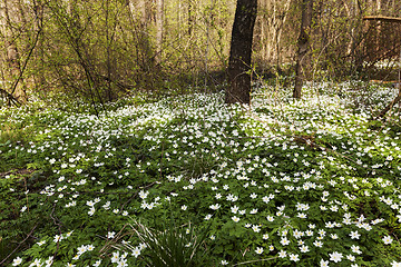 Image showing spring flowers in white