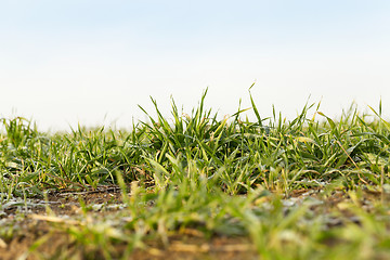 Image showing young grass plants, close-up