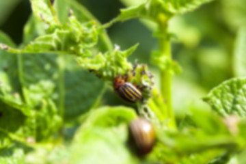 Image showing Colorado potato beetle on potatoes