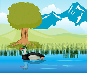 Image showing Duck sails in pond