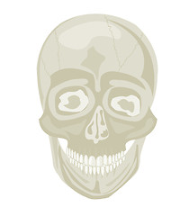 Image showing Skull of the person