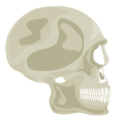 Image showing Skull of the person