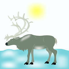 Image showing Reindeer in tundra