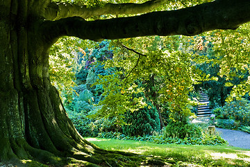 Image showing Tree canopy