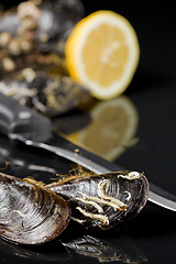 Image showing raw mussels from galicia spain in black background