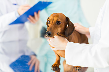 Image showing close up of vet with dachshund dog at clinic